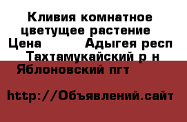 Кливия комнатное цветущее растение › Цена ­ 500 - Адыгея респ., Тахтамукайский р-н, Яблоновский пгт  »    